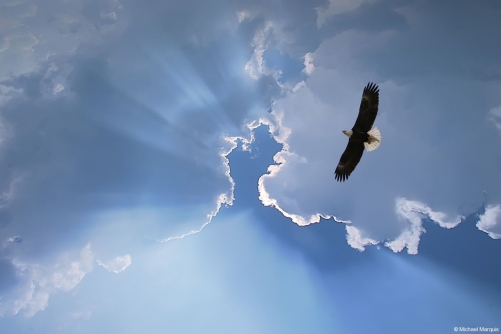 mm__soaring_eagle